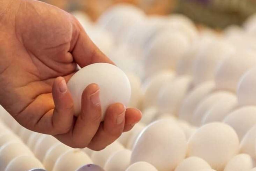 اجتماع ثلاثي لبحث أزمة نقص البيض في الجمعيات التعاونية