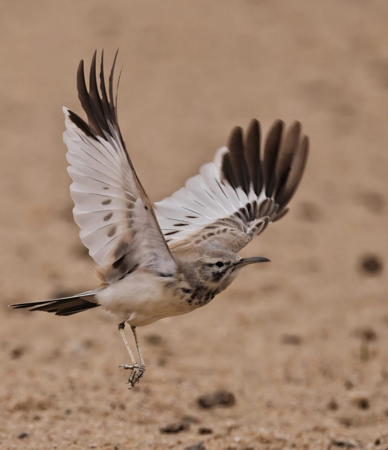 حماية البيئة: 5 أنواع جديدة تنضم لقائمة طيور الكويت ليرتفع عددها إلى 424 نوعا