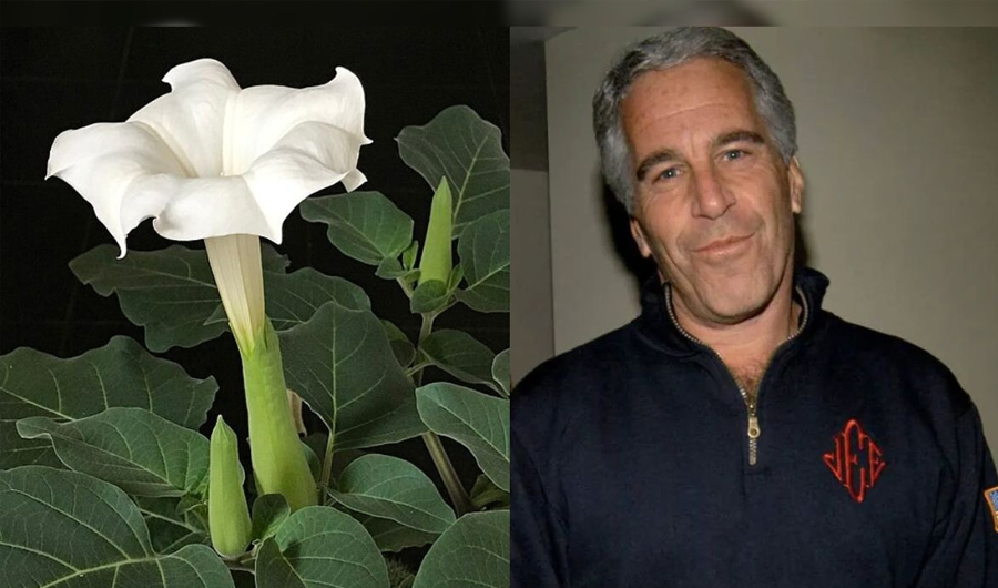 «نفس الشيطان».. وثائق تكشف اهتمام إبستين بنبات سام يحول الضحايا إلى «زومبي»!